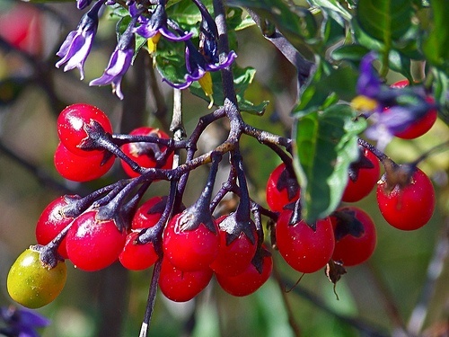 familiarity is keeping you from growthkudzu-berries.jpg