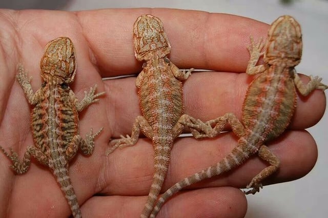 fostering teamwork lizards in hand.jpg