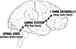 limbic diagram