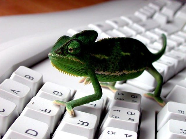lizard computer technology email.jpg